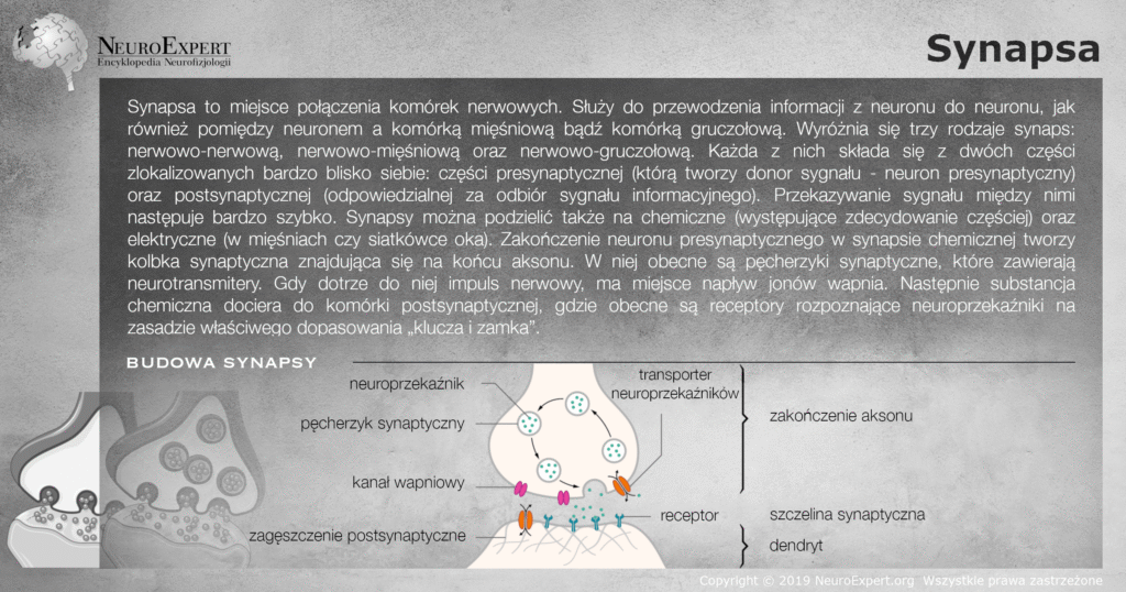 Infografika „Synapsa” — opis połączenia między komórkami nerwowymi oraz schemat budowy synapsy chemicznej z zaznaczonym zakończeniem aksonu, pęcherzykami synaptycznymi z neuroprzekaźnikiem, kanałem wapniowym, transporterem neuroprzekaźników, szczeliną synaptyczną, receptorami i zagęszczeniem postsynaptycznym na dendrycie