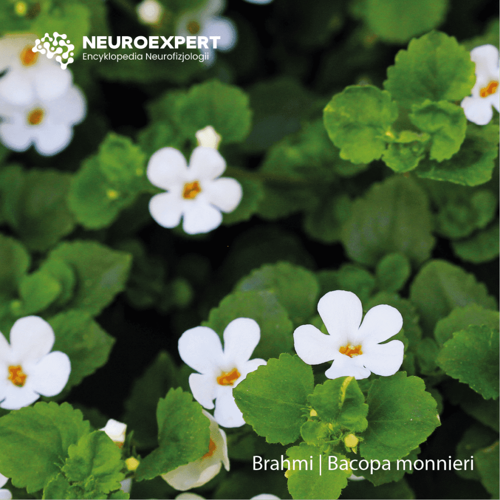 Brahmi Bacopa monnieri