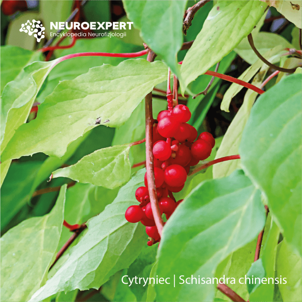 Cytryniec Schisandra chinensis