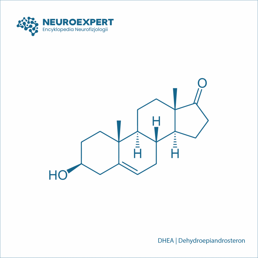 DHEA Dehydroepiandrosteron