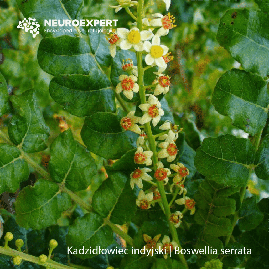 Kadzidłowiec Boswellia