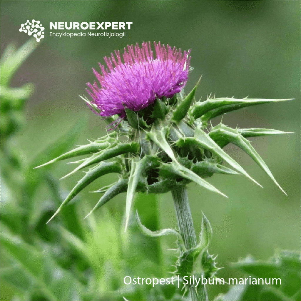 Ostropest Silybum marianum