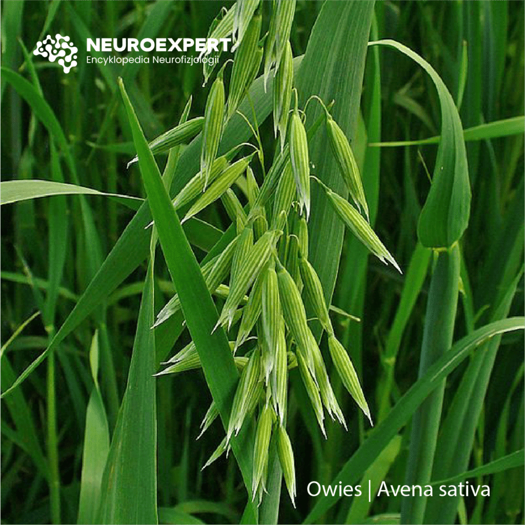 Owies Avena sativa