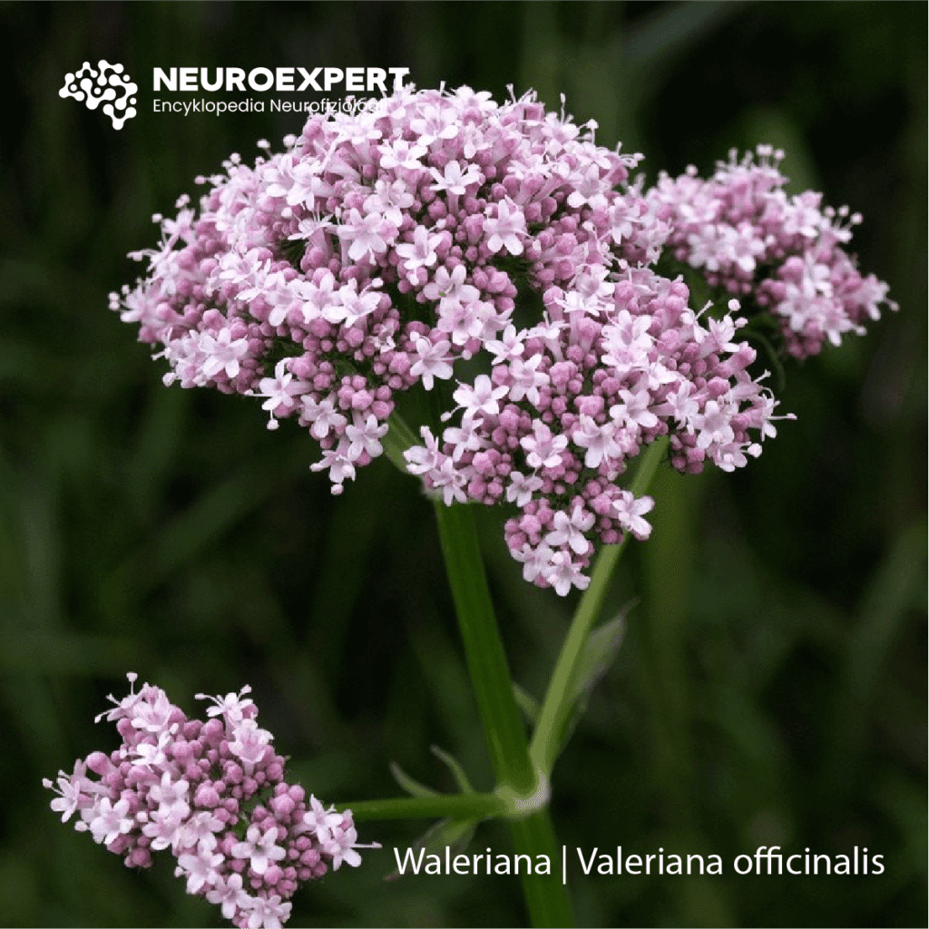 Waleriana