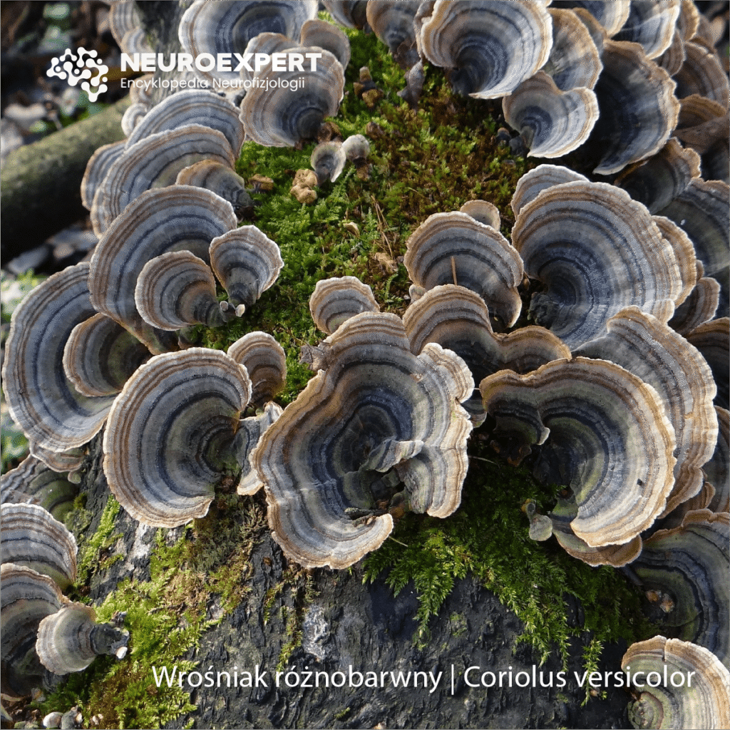 Wrośniak różnobarwny Coriolus versicolor